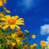 Tree marigold or Mexican flower blooming and blue sky. Tree marigold or Mexican flower blooming and blue sky.